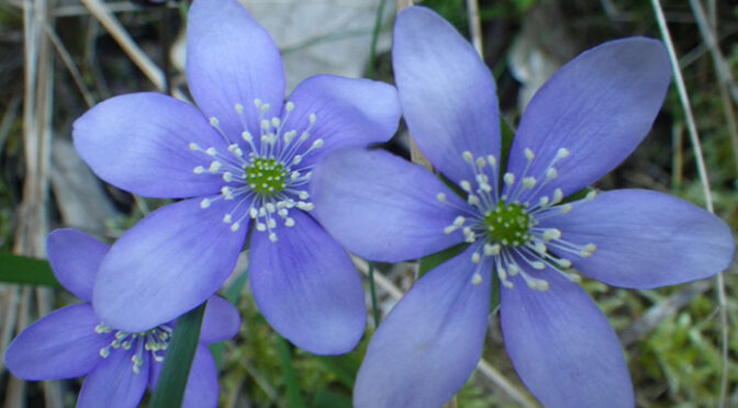 Diedros Perdidos. Foz de Salinas