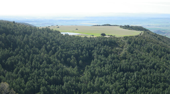 Espolón Burgundia. Aniés