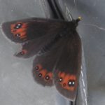 Mariposa a pie de vía