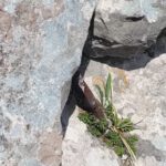 Clavo del primer largo