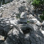 Árbol con hito
