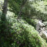 Rododendros
