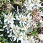 Edelweiss