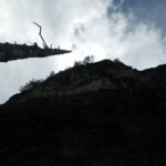 Árbol casi muerto en la R3