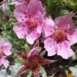 Flor