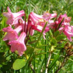 Azalea de montaña
