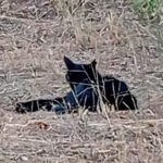 Jaume quiere que publique una foto de su gato Pichon, aqui va