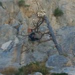 Helen en el primer largo, pasado el árbol muerto