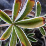 Flora en la R4