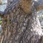 Árbol de R5