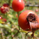 Escaramujo
